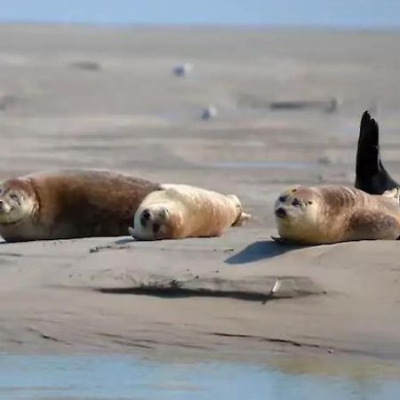 Gite Escale Oceania En Baie De Somme A Ault, 50M De La Mer 外观 照片