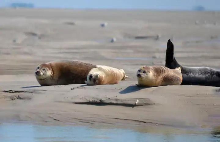 Gite Escale Oceania En Baie De Somme A Ault, 50M De La Mer 外观 照片